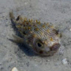 Meet your Posher, Clayton